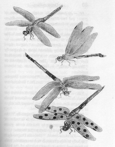 dragongflies